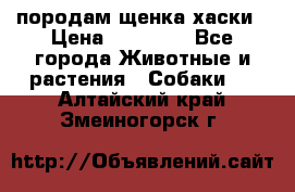 породам щенка хаски › Цена ­ 10 000 - Все города Животные и растения » Собаки   . Алтайский край,Змеиногорск г.